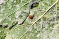 A dangerous disease of grape Mildew Ã¢â¬â downy mildew  lat. Of plasmopara viticola Royalty Free Stock Photo